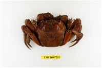 藏品(日本絨螯蟹)的圖片